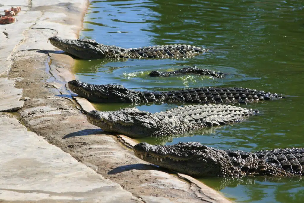 La Ferme au crocodiles en Ardèche